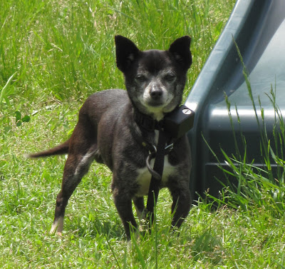 Deer Head Chihuahua