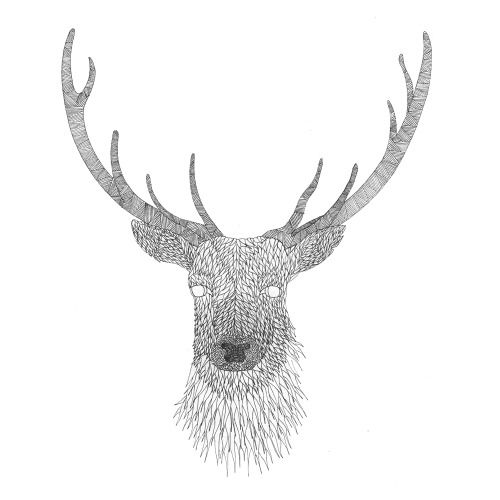 Deer Head Drawings