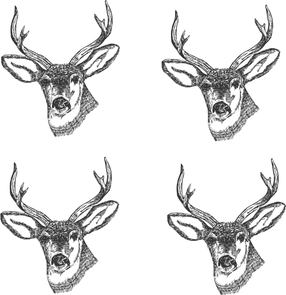 Deer Head Drawings