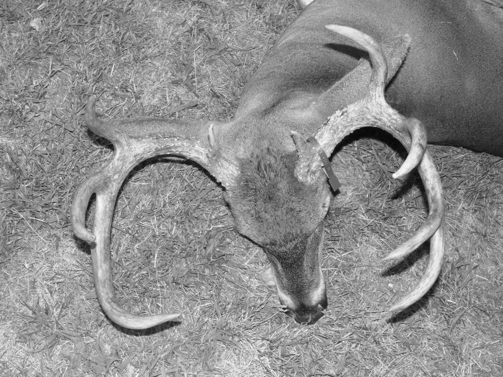 Deer Head Shot Bow