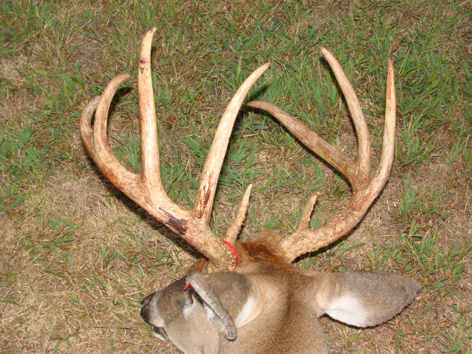 Deer Head Shot Bow