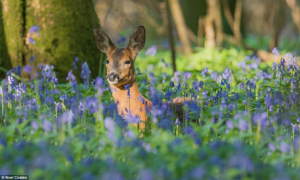 Deer Head Shot Slow Motion