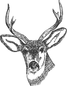 Deer Head Tattoo Drawings