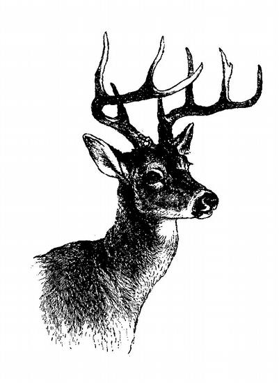 Deer Head Tattoos Pictures