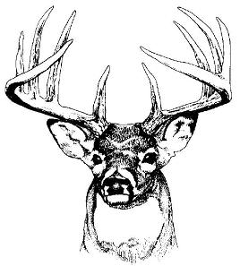 Deer Head Tattoos Pictures