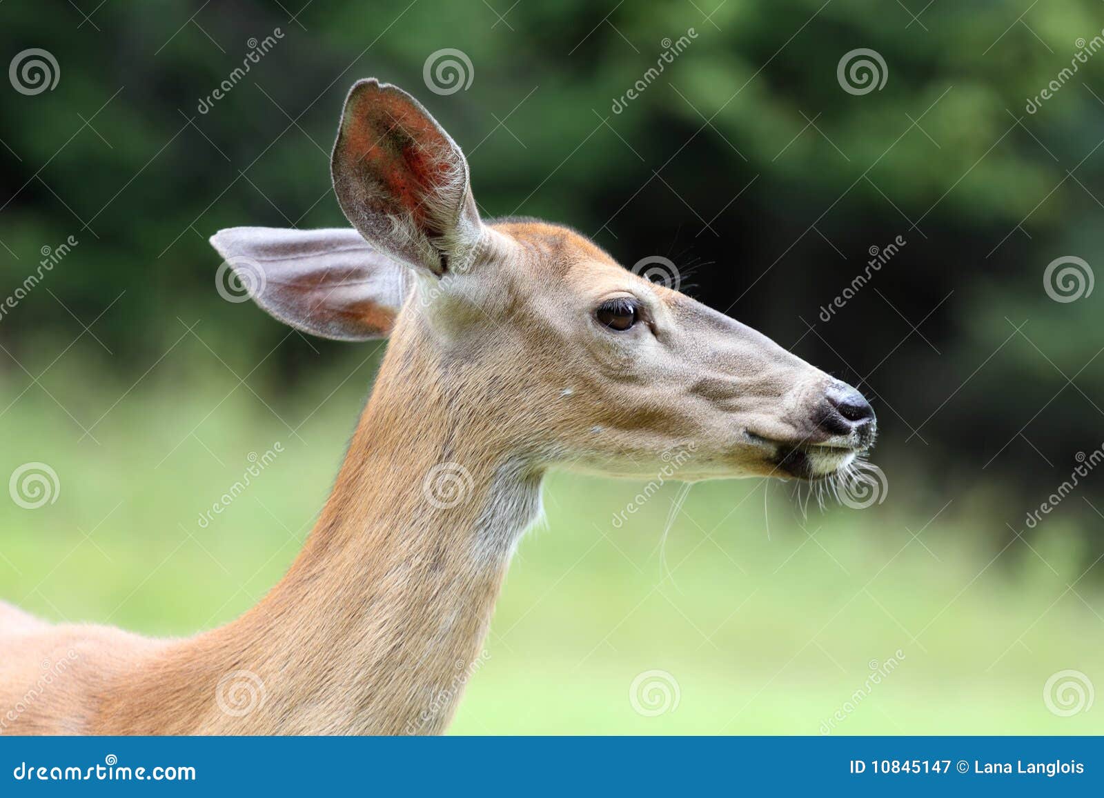 Deer Headshot