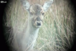 Deer Headshot Gif