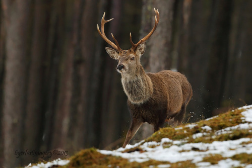 Deer Headshot Gif