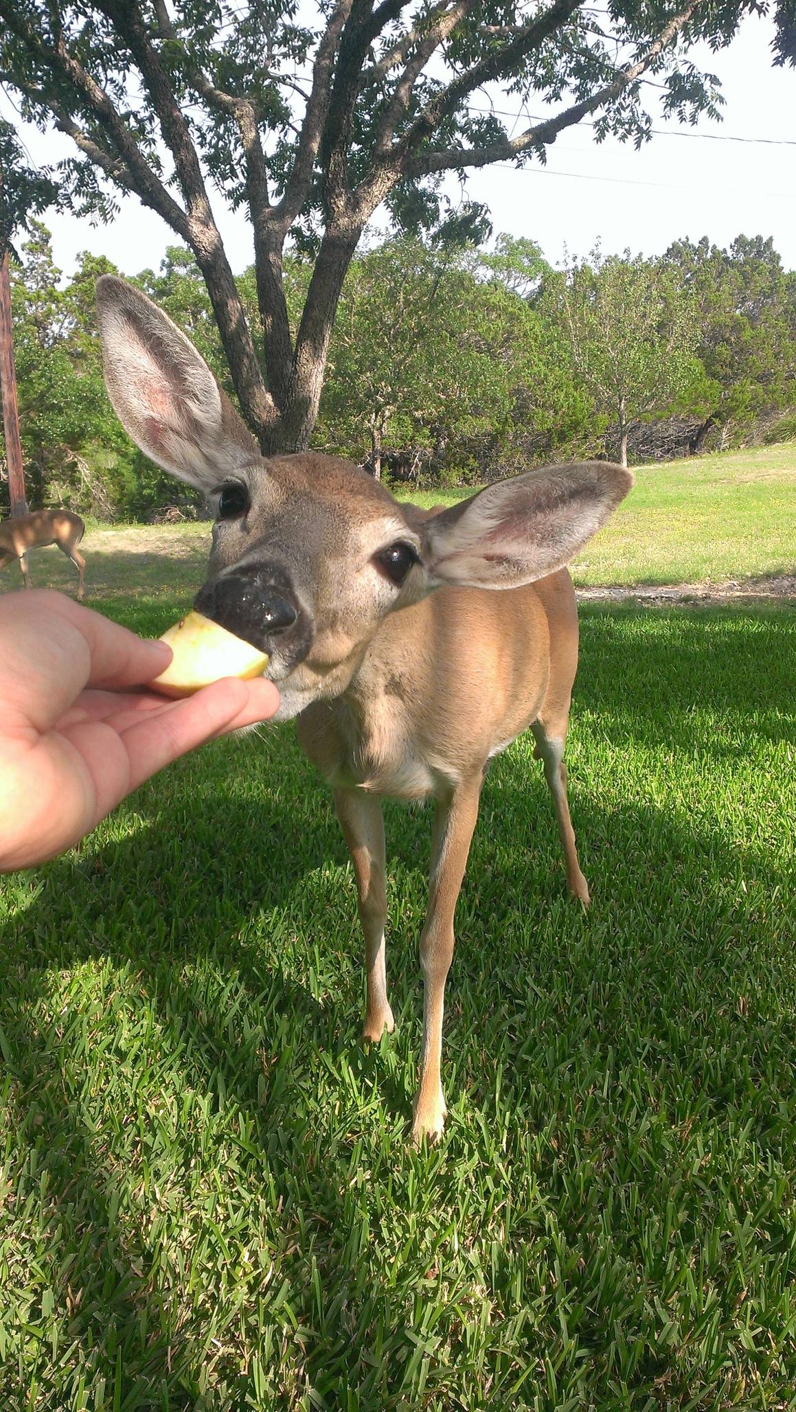 Deer Headshot Gif Imgur