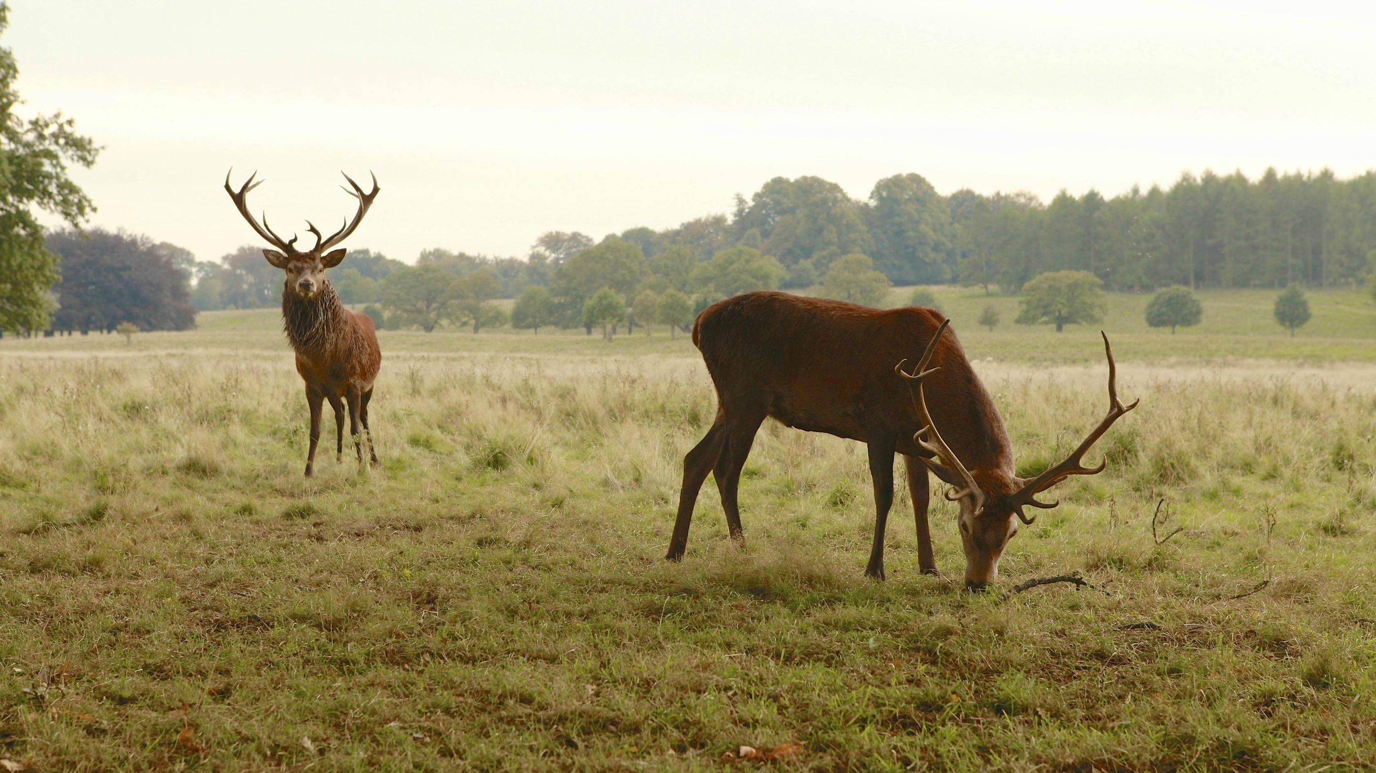 Deer Headshot Gif Imgur