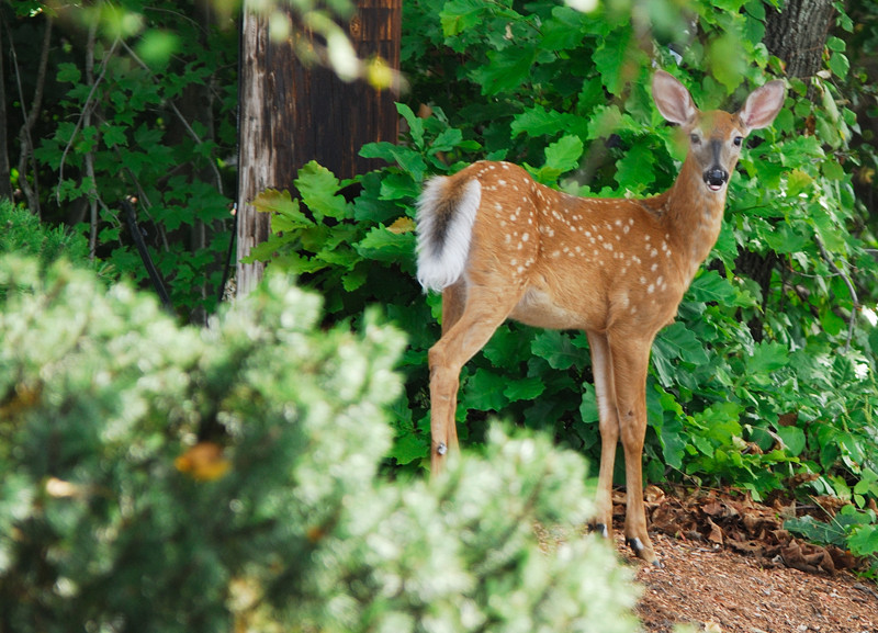 Deer Headshot Gif Imgur