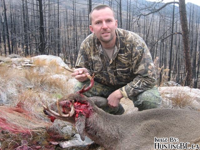 Deer Headshot With Bow