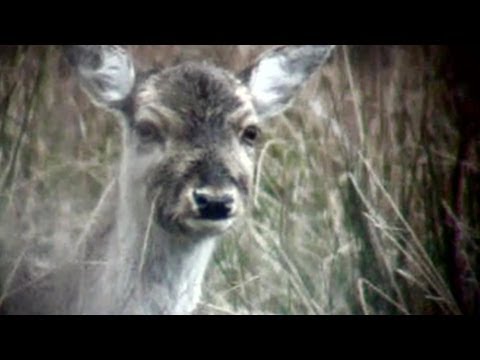 Deer Headshot With Bow