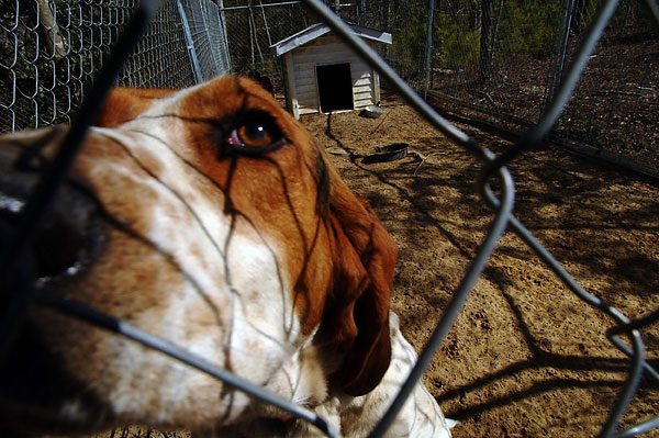 Deer Hunting Dogs