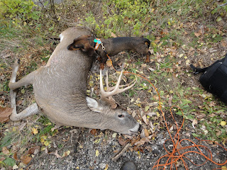 Deer Hunting Dogs