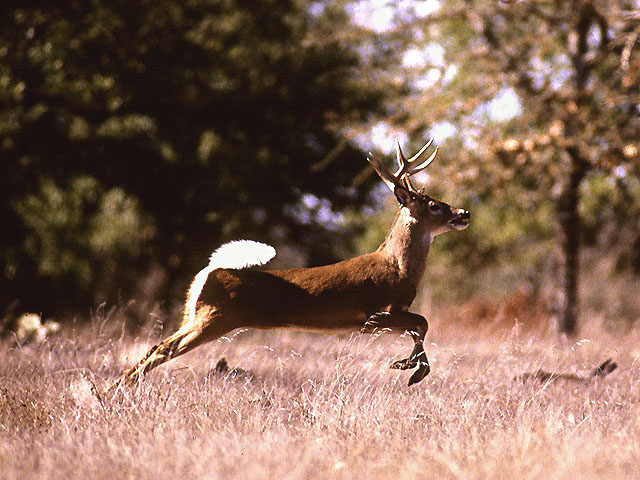 Deer Hunting Dogs