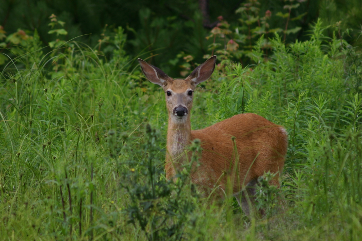 Deer Pictures