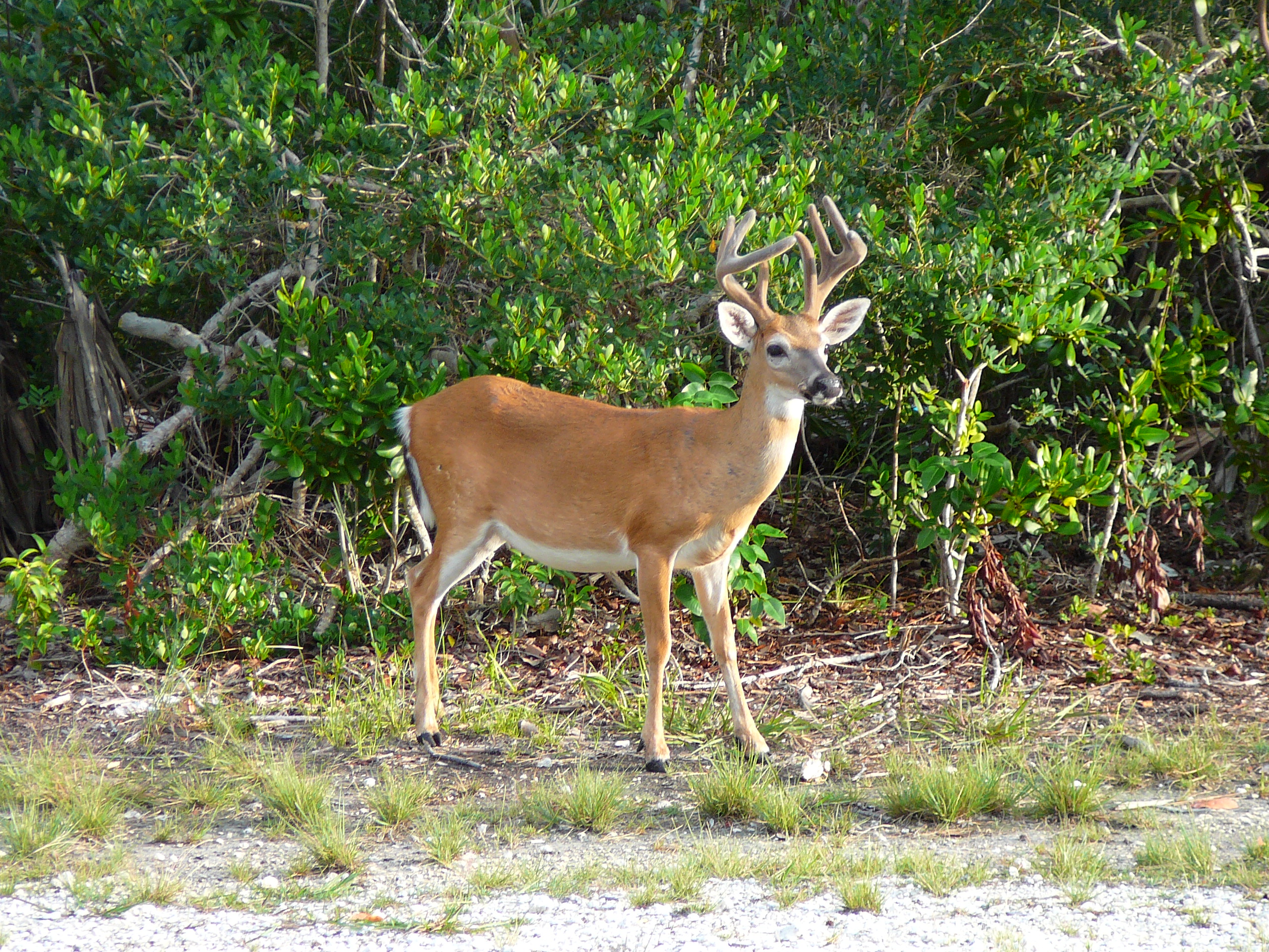 Deer Pictures