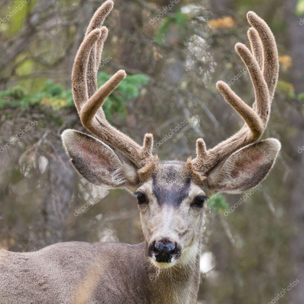 Deer Pictures Buck