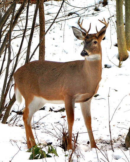 Deer Pictures Buck