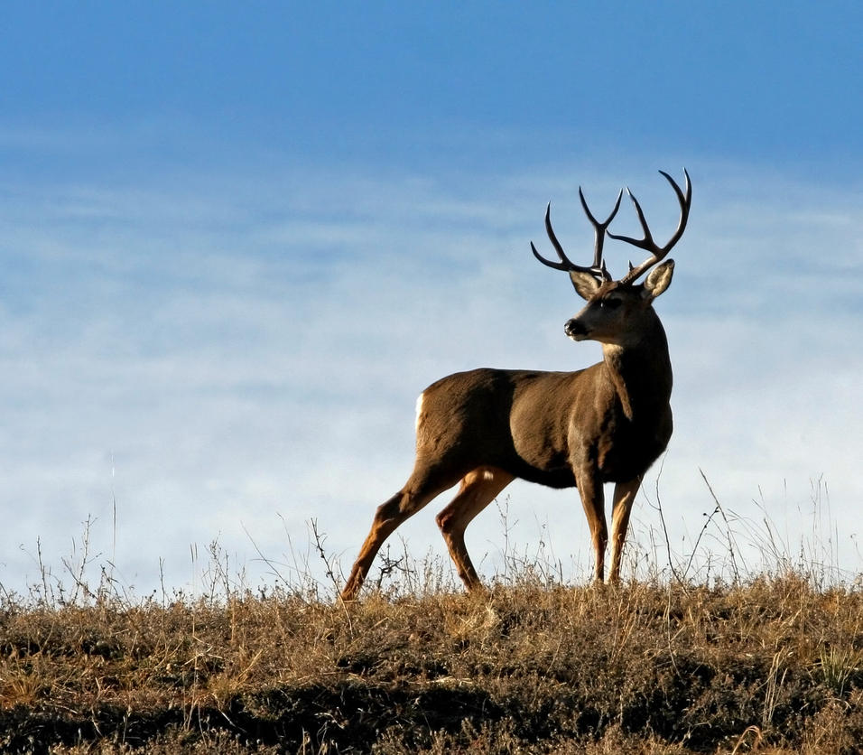 Deer Pictures Buck