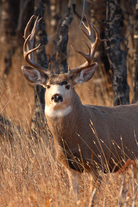 Deer Pictures Buck