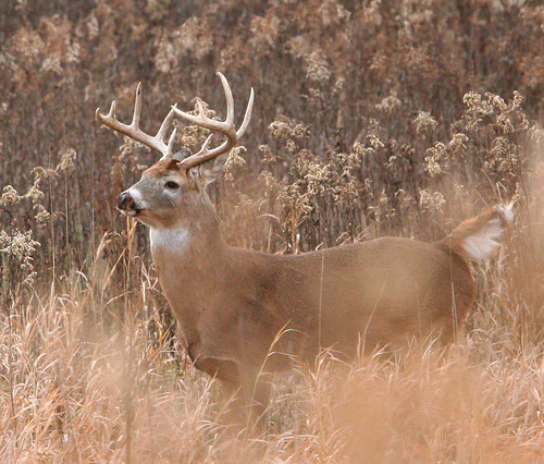 Deer Pictures Buck