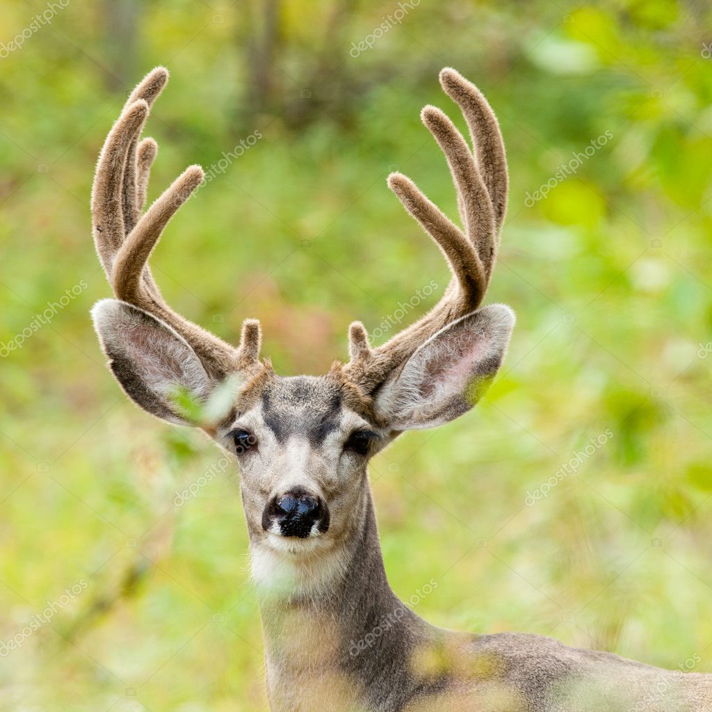 Deer Pictures Buck