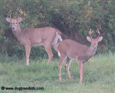 Deer Pictures Buck