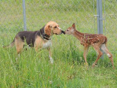 Deer Pictures For Kids