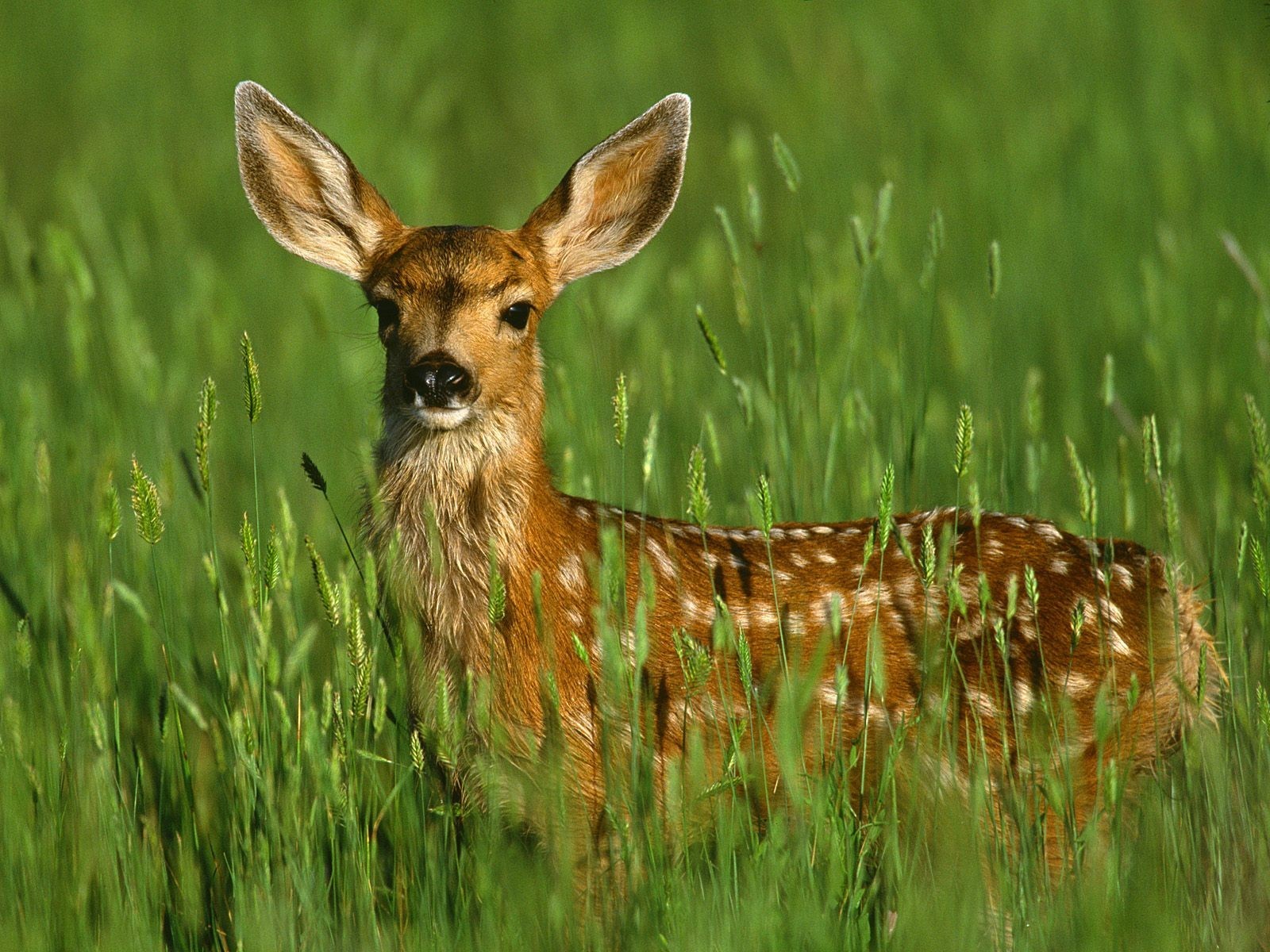 Deer Pictures Hd