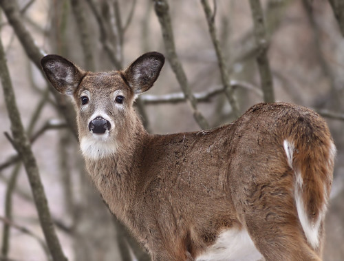 Deer Pictures In The Wild