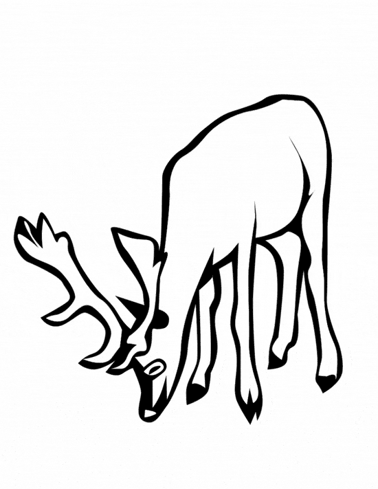 Deer Pictures To Color