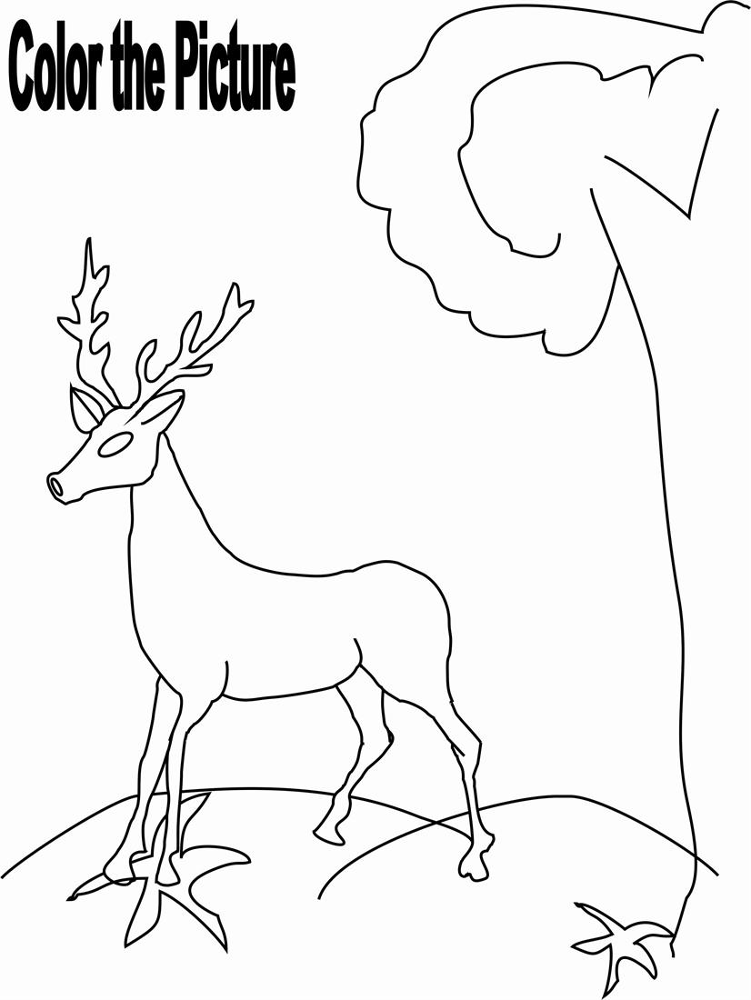 Deer Pictures To Color