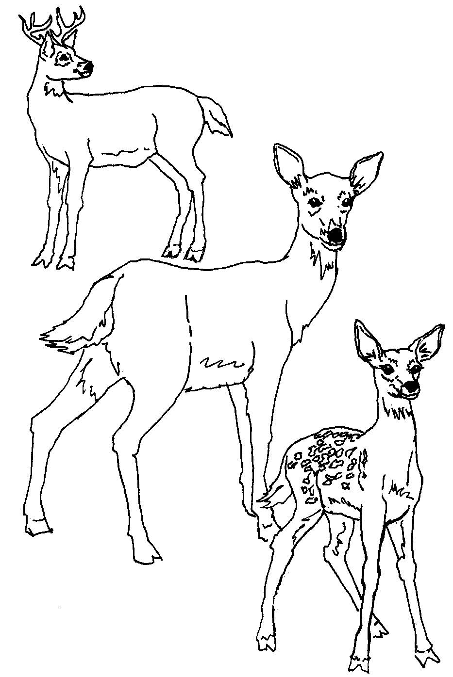 Deer Pictures To Color