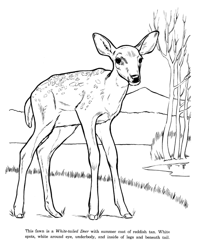 Deer Pictures To Color For Kids