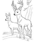 Deer Pictures To Color For Kids