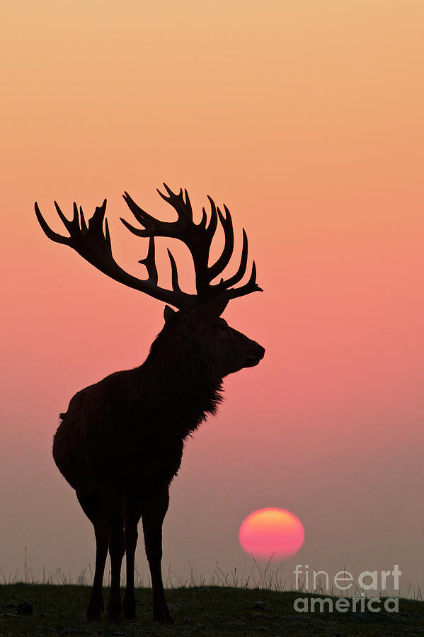 Deer Silhouette