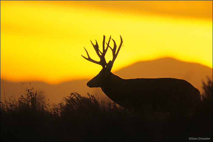 Deer Silhouette Images