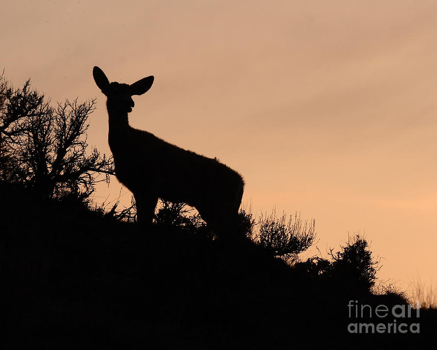 Deer Silhouette Images