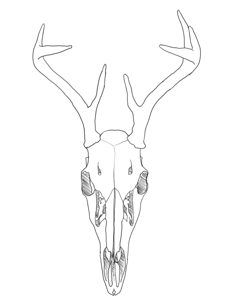 Deer Skull