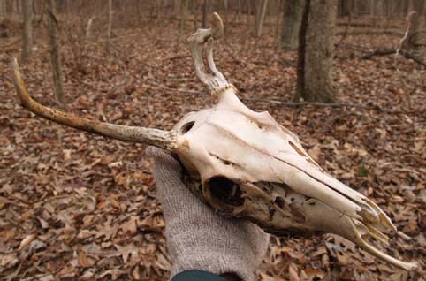 Deer Skull