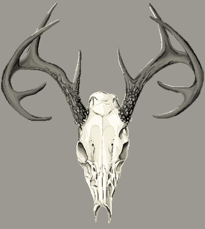 Deer Skull