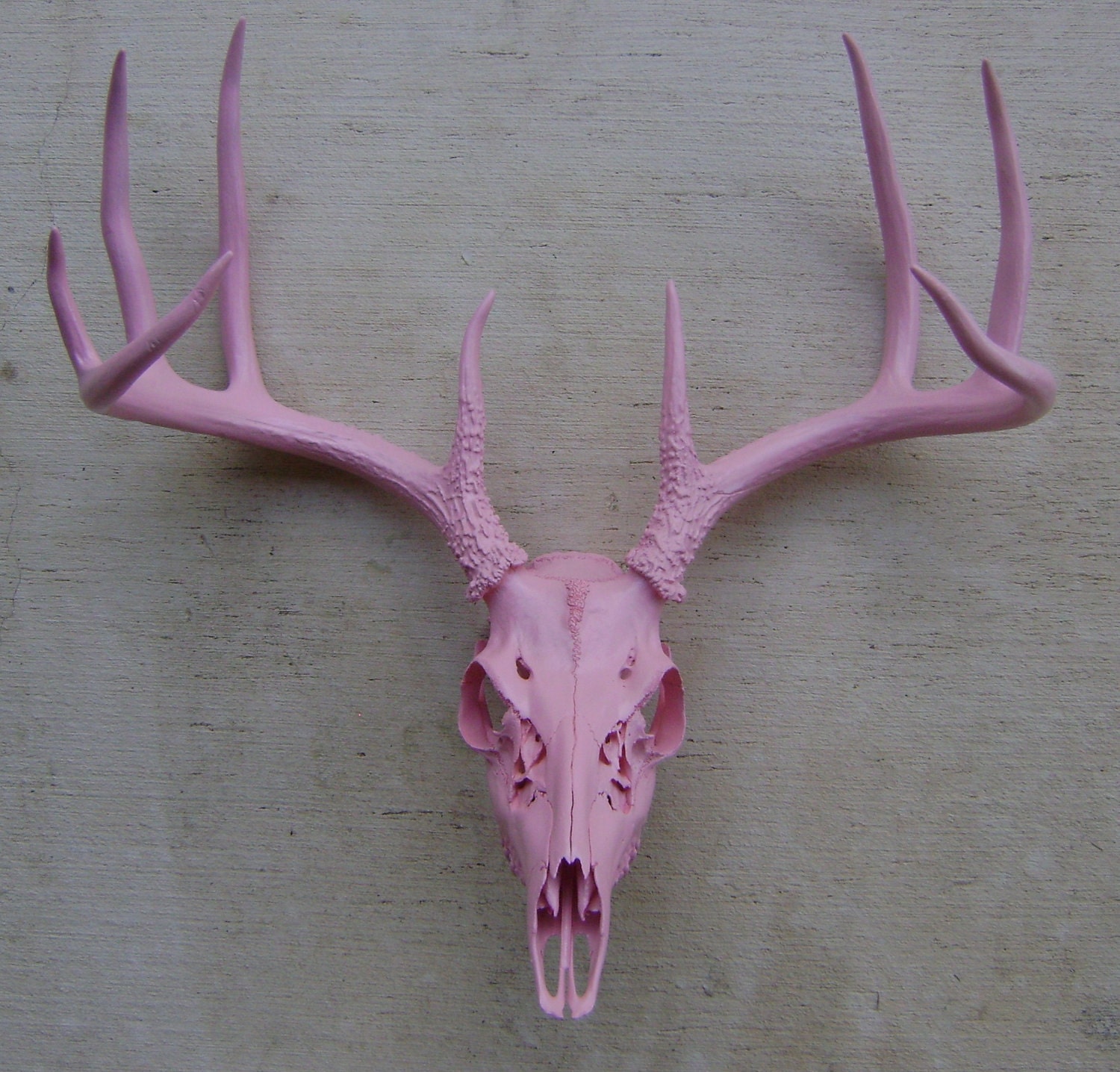 Deer Skull