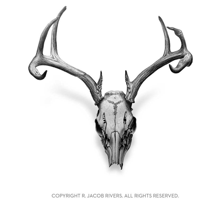 Deer Skull Art