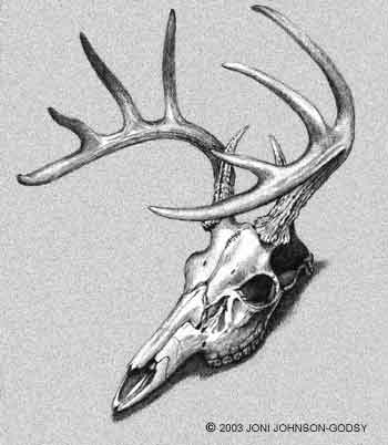 Deer Skull Logo