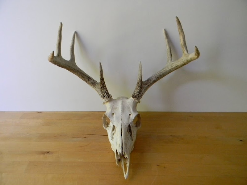 Deer Skull Logo