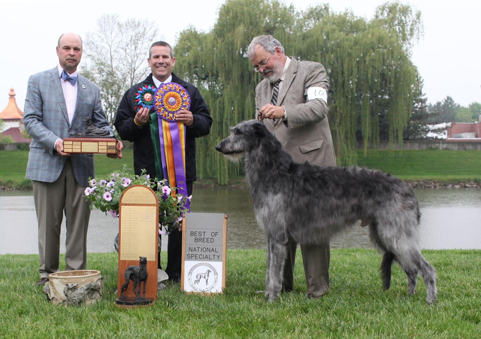 Deerhound