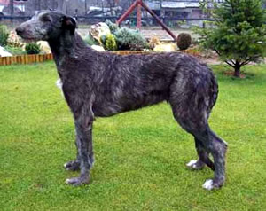 Deerhound