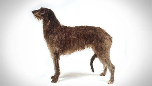 Deerhound